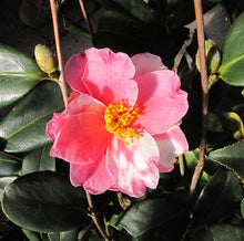 Load image into Gallery viewer, ***SHIBORI-EGAO* **Bicolor Bloom Camellia Japonica-Live Starter Plant