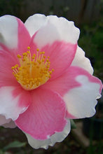 Load image into Gallery viewer, ***SHIBORI-EGAO* **Bicolor Bloom Camellia Japonica-Live Starter Plant