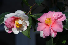 Load image into Gallery viewer, ***SHIBORI-EGAO* **Bicolor Bloom Camellia Japonica-Live Starter Plant