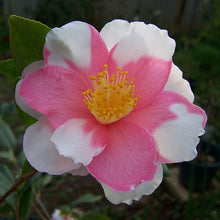 Load image into Gallery viewer, ***SHIBORI-EGAO* **Bicolor Bloom Camellia Japonica-Live Starter Plant
