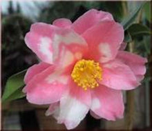 Load image into Gallery viewer, ***SHIBORI-EGAO* **Bicolor Bloom Camellia Japonica-Live Starter Plant