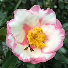 Load image into Gallery viewer, ***SHIBORI-EGAO* **Bicolor Bloom Camellia Japonica-Live Starter Plant