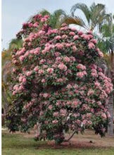 Load image into Gallery viewer, ***SHOOTING STAR*** Clerodendrum Quadriloculare ***AKA STARBURST*** Well Rooted Starter Plant