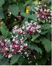 Load image into Gallery viewer, ***SHOOTING STAR*** Clerodendrum Quadriloculare ***AKA STARBURST*** Well Rooted Starter Plant