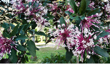 Load image into Gallery viewer, ***SHOOTING STAR*** Clerodendrum Quadriloculare ***AKA STARBURST*** Well Rooted Starter Plant