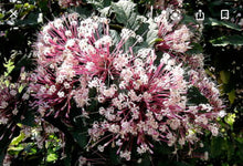 Load image into Gallery viewer, ***SHOOTING STAR*** Clerodendrum Quadriloculare ***AKA STARBURST*** Well Rooted Starter Plant