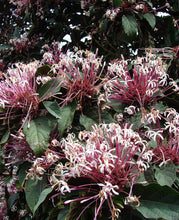 Load image into Gallery viewer, ***SHOOTING STAR*** Clerodendrum Quadriloculare ***AKA STARBURST*** Well Rooted Starter Plant