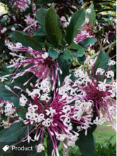 Load image into Gallery viewer, ***SHOOTING STAR*** Clerodendrum Quadriloculare ***AKA STARBURST*** Well Rooted Starter Plant