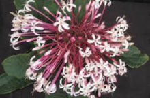 Load image into Gallery viewer, ***SHOOTING STAR*** Clerodendrum Quadriloculare ***AKA STARBURST*** Well Rooted Starter Plant