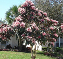 Load image into Gallery viewer, ***SHOOTING STAR*** Clerodendrum Quadriloculare ***AKA STARBURST*** Well Rooted Starter Plant