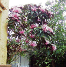 Load image into Gallery viewer, ***SHOOTING STAR*** Clerodendrum Quadriloculare ***AKA STARBURST*** Well Rooted Starter Plant