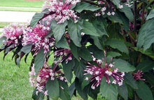 Load image into Gallery viewer, ***SHOOTING STAR*** Clerodendrum Quadriloculare ***AKA STARBURST*** Well Rooted Starter Plant