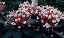 Load image into Gallery viewer, ***SHOOTING STAR*** Clerodendrum Quadriloculare ***AKA STARBURST*** Well Rooted Starter Plant