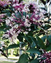 Load image into Gallery viewer, ***SHOOTING STAR*** Clerodendrum Quadriloculare ***AKA STARBURST*** Well Rooted Starter Plant