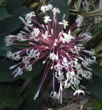 Load image into Gallery viewer, ***SHOOTING STAR*** Clerodendrum Quadriloculare ***AKA STARBURST*** Well Rooted Starter Plant