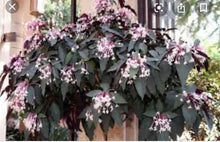 Load image into Gallery viewer, ***SHOOTING STAR*** Clerodendrum Quadriloculare ***AKA STARBURST*** Well Rooted Starter Plant