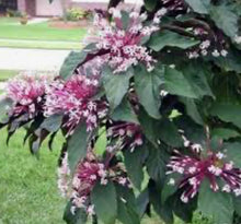 Load image into Gallery viewer, ***SHOOTING STAR*** Clerodendrum Quadriloculare ***AKA STARBURST*** Well Rooted Starter Plant
