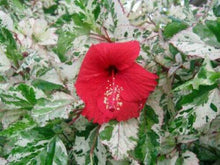 Load image into Gallery viewer, ***SNOW QUEEN*** VARIEGATED Rooted Exotic Tropical Hibiscus Plant ***AKA Fancy Hibiscus***