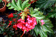 Load image into Gallery viewer, SOPHIA-Angel Wing Begonia Rooted Starter Plant