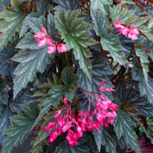 Load image into Gallery viewer, SOPHIA-Angel Wing Begonia Rooted Starter Plant