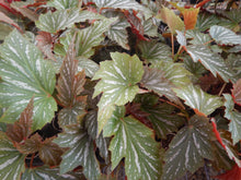 Load image into Gallery viewer, SOPHIA-Angel Wing Begonia Rooted Starter Plant