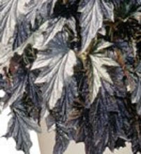 Load image into Gallery viewer, SOPHIA-Angel Wing Begonia Rooted Starter Plant