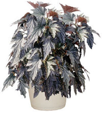 Load image into Gallery viewer, SOPHIA-Angel Wing Begonia Rooted Starter Plant