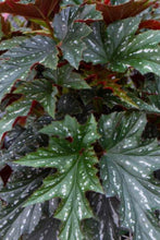 Load image into Gallery viewer, SOPHIA-Angel Wing Begonia Rooted Starter Plant