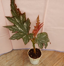 Load image into Gallery viewer, SOPHIA-Angel Wing Begonia Rooted Starter Plant