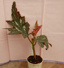 Load image into Gallery viewer, SOPHIA-Angel Wing Begonia Rooted Starter Plant