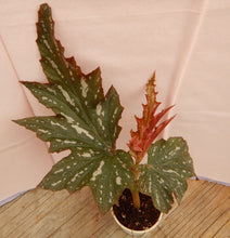 Load image into Gallery viewer, SOPHIA-Angel Wing Begonia Rooted Starter Plant