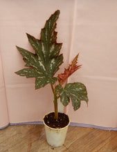 Load image into Gallery viewer, SOPHIA-Angel Wing Begonia Rooted Starter Plant