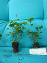 Load image into Gallery viewer, **SUMMER LOVE** Acalypha Pendula CHENILLE Plant**AKA FIRE TAIL OR CAT TAIL**