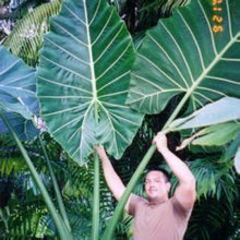 Load image into Gallery viewer, **SUMO**Alocasia **Rooted Starter Plant**