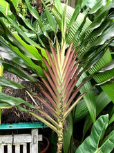 Load image into Gallery viewer, **SINGAPORE TWIST** Cordyline Terminalis Hawaiian Ti Plant **AKA Good Luck Plants