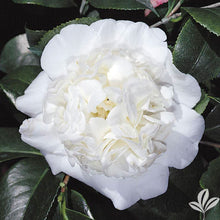 Load image into Gallery viewer, ***SNOW CHAN*** Camellia Japonica-Live Starter Plant