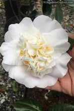 Load image into Gallery viewer, ***SNOW CHAN*** Camellia Japonica-Live Starter Plant
