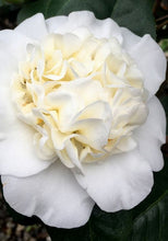 Load image into Gallery viewer, ***SNOW CHAN*** Camellia Japonica-Live Starter Plant