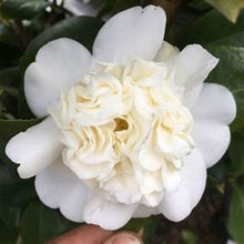 Load image into Gallery viewer, ***SNOW CHAN*** Camellia Japonica-Live Starter Plant