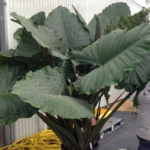 Load image into Gallery viewer, **SUMO**Alocasia **Rooted Starter Plant**