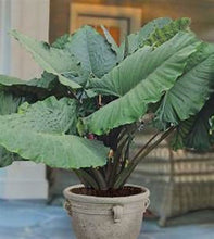 Load image into Gallery viewer, **SUMO**Alocasia **Rooted Starter Plant**