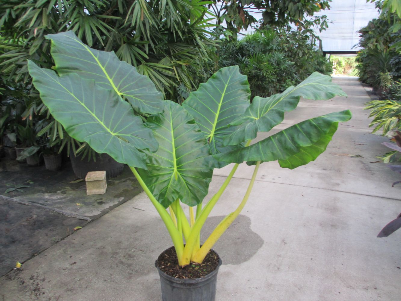 sumo elephant ear plant **SUMO**Alocasia **Rooted Starter Plant**