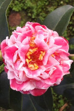 Load image into Gallery viewer, ***TAMA BAMBINO*** Camellia Japonica-Live Starter Plant