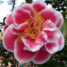Load image into Gallery viewer, ***TAMA BAMBINO*** Camellia Japonica-Live Starter Plant