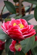 Load image into Gallery viewer, ***TAMA VINO*** Camellia Japonica-Live Starter Plant