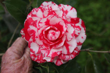 Load image into Gallery viewer, ***TERRY GILLEY*** Bicolor Bloom Camellia Japonica-Live Starter Plant