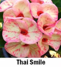 Load image into Gallery viewer, ~~THAI SMILE~~Crown Of Thorns-Euphorbia Milii~~CHRIST PLANT~~STARTER PLANT