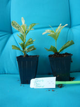 Load image into Gallery viewer, **THAI SNOW** Ixora Tropical Plant* White Splashed Variegated Leaves & White Blooms