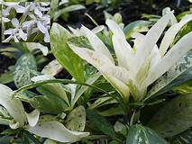 Load image into Gallery viewer, **THAI SNOW** Ixora Tropical Plant* White Splashed Variegated Leaves & White Blooms