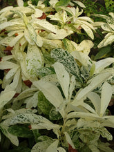 Load image into Gallery viewer, **THAI SNOW** Ixora Tropical Plant* White Splashed Variegated Leaves & White Blooms